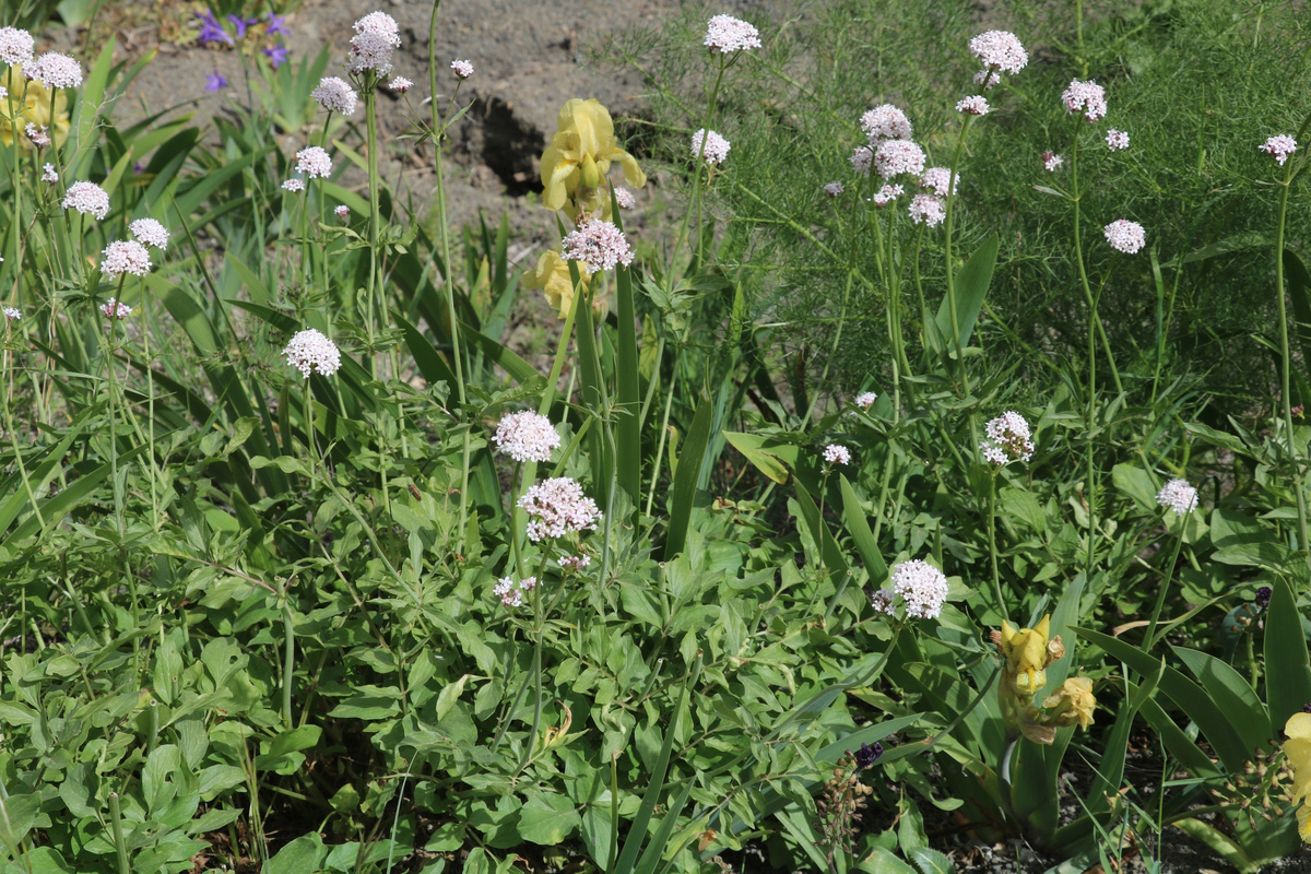 Изображение особи Valeriana sisymbriifolia.