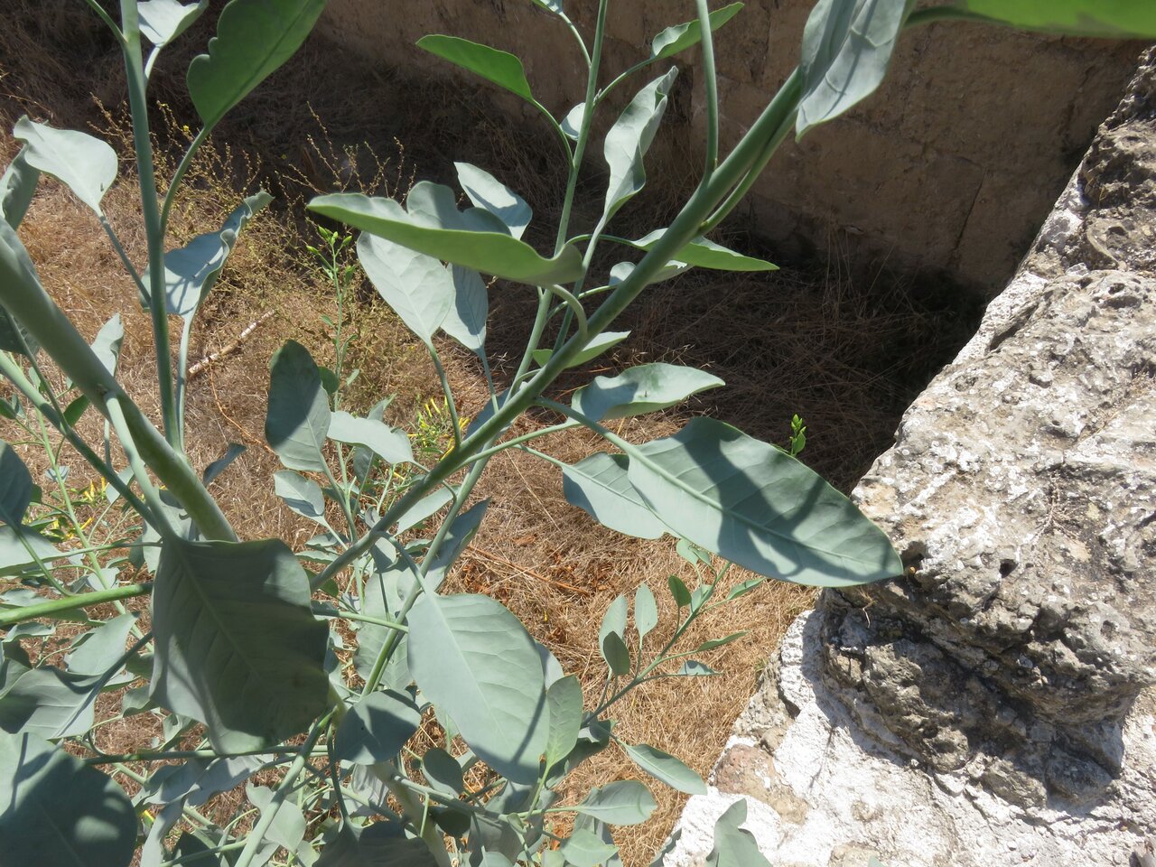 Изображение особи Nicotiana glauca.