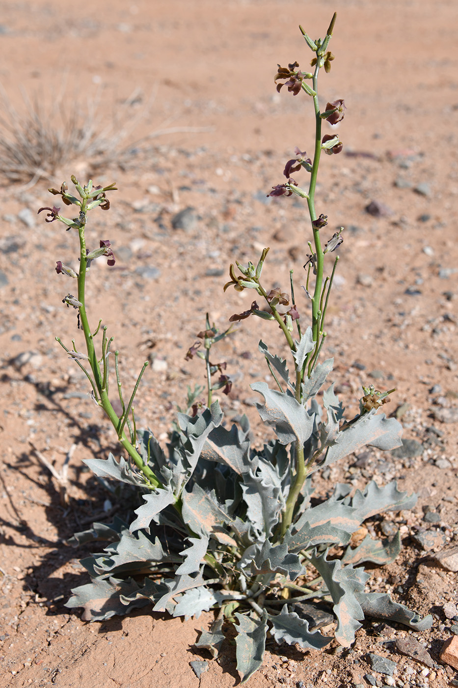 Image of Matthiola tatarica specimen.