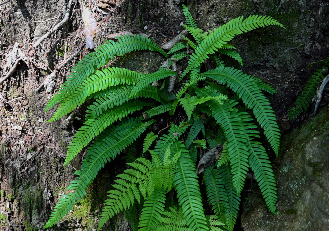 Image of Blechnum spicant specimen.