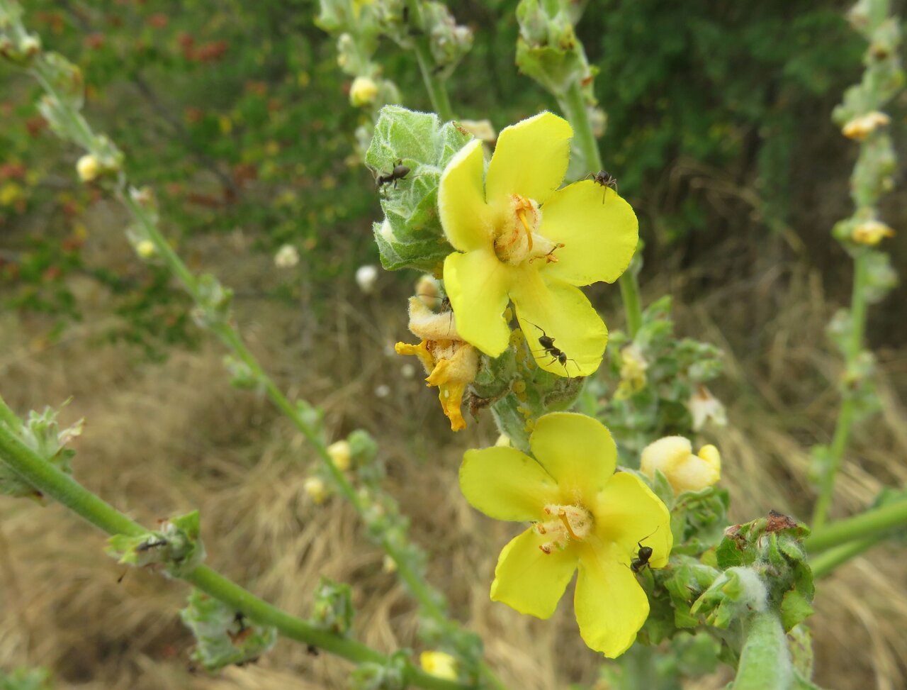 Image of Verbascum dieckianum specimen.