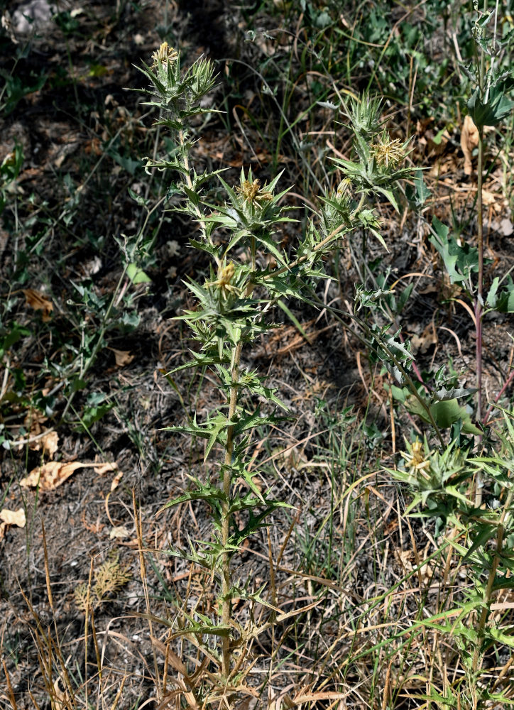 Изображение особи Carthamus lanatus.