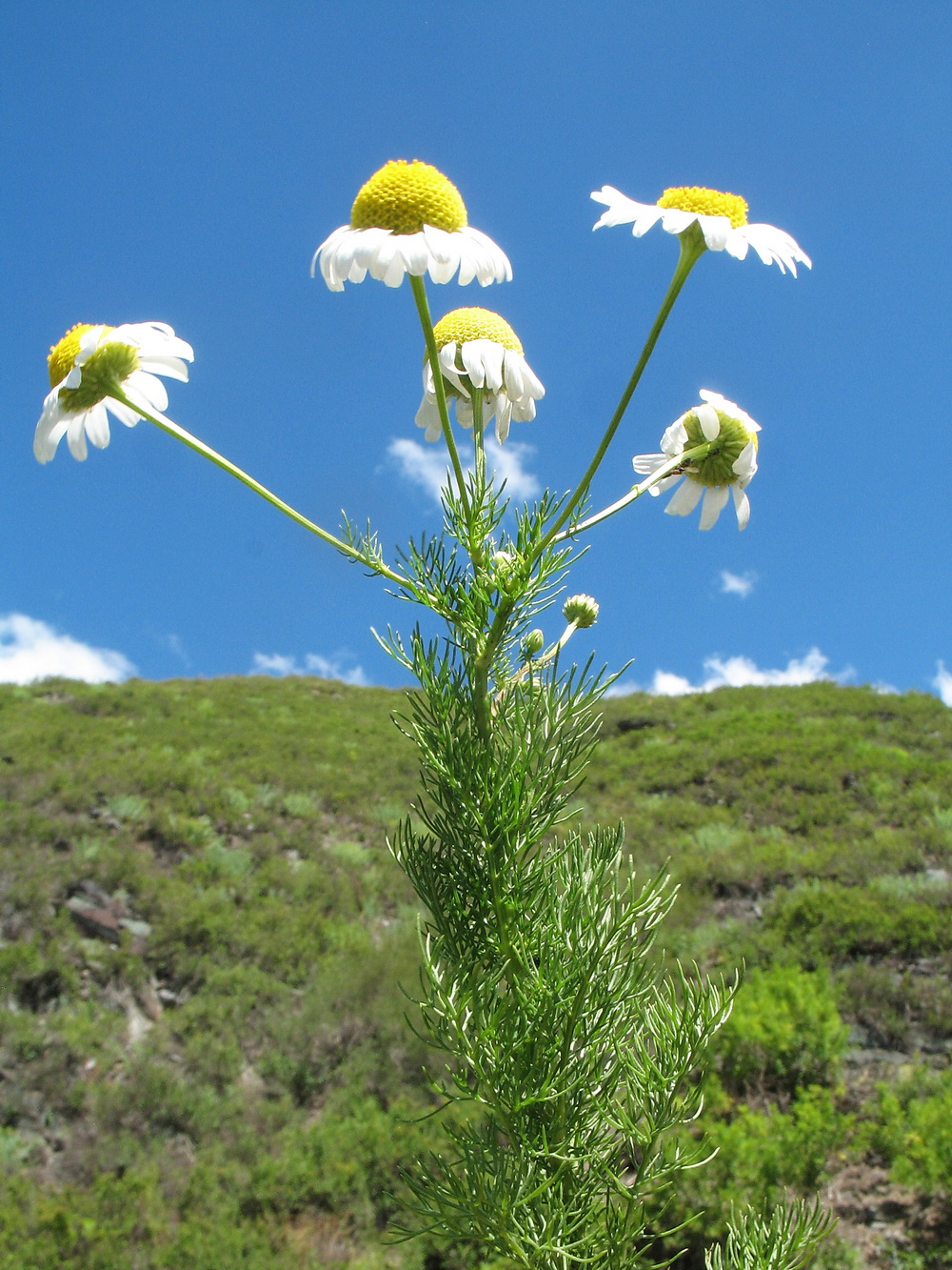 Image of Tripleurospermum inodorum specimen.