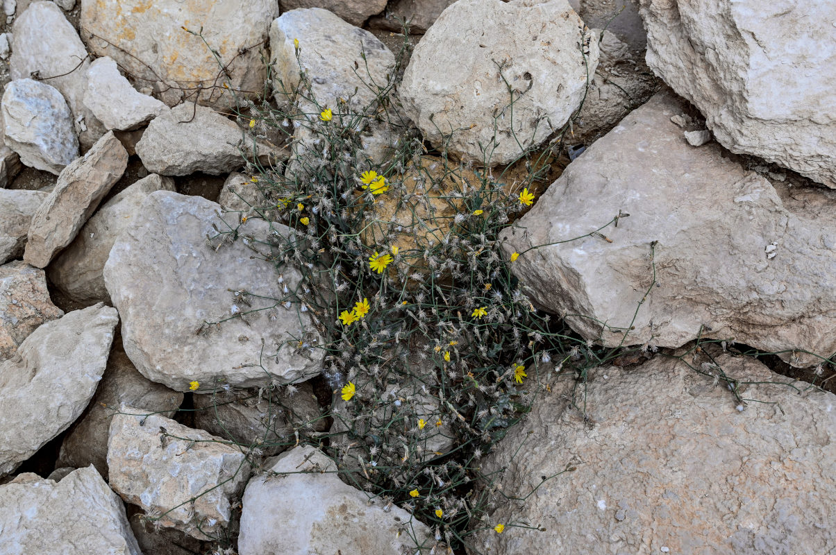 Image of Launaea nudicaulis specimen.