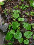 Pachyphragma macrophyllum