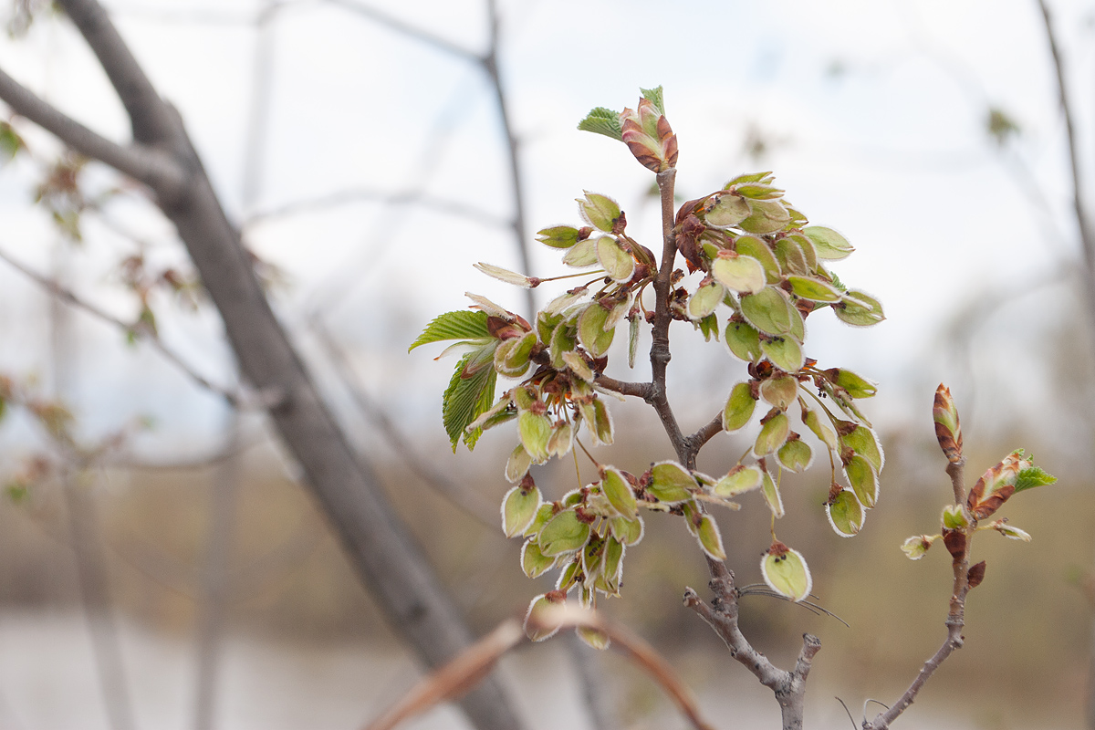 Image of Ulmus laevis specimen.