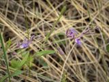 Polygala sibirica