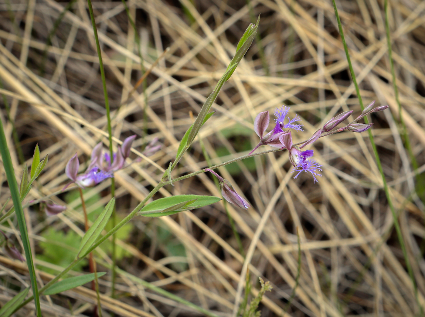 Image of Polygala sibirica specimen.