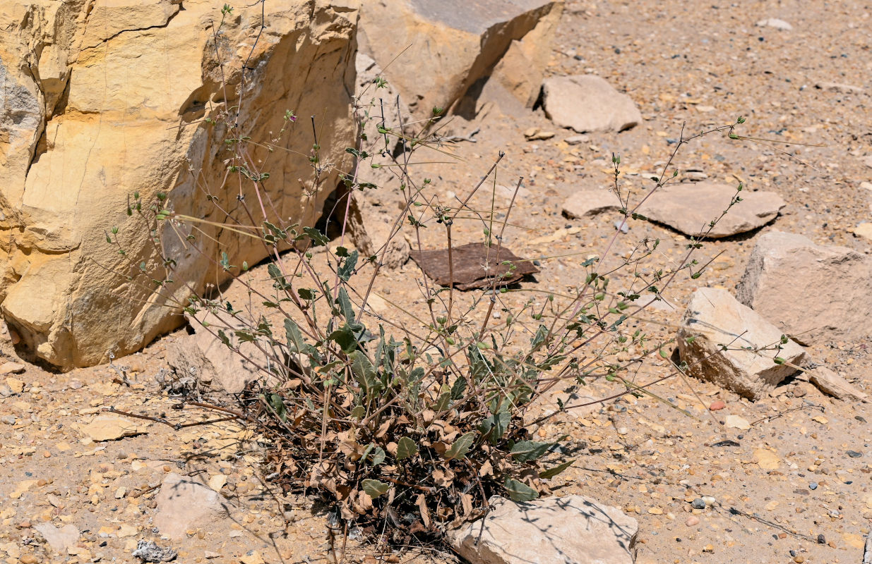 Изображение особи Erodium arborescens.