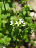 Cerastium glomeratum. Верхушка соцветия с цветками и бутонами. Краснодарский край, г/о Сочи, Адлерский р-н, окр. с. Красная Воля, дорога к каньону Белые скалы, опушка широколиственного леса. 04.05.2021.