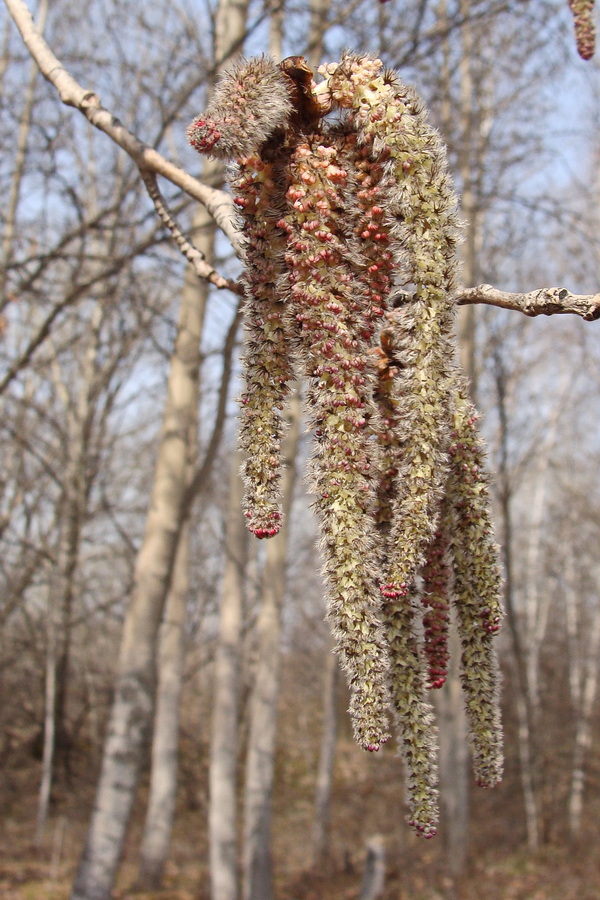 Image of Populus davidiana specimen.