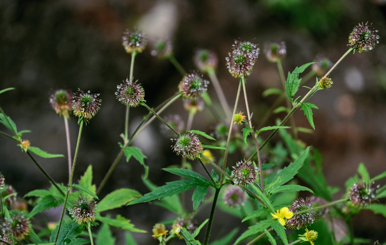 Изображение особи Geum aleppicum.