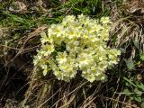 Primula vulgaris