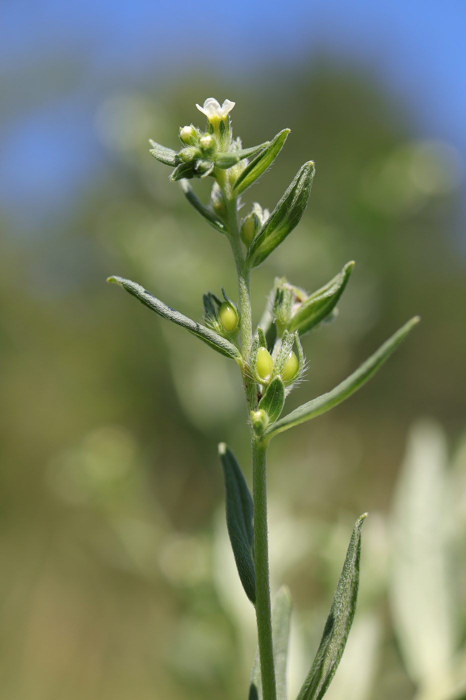 Image of Lithospermum officinale specimen.