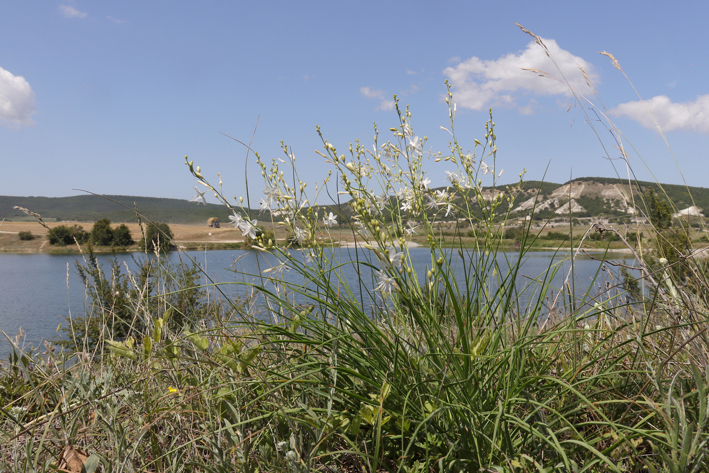 Image of Anthericum ramosum specimen.