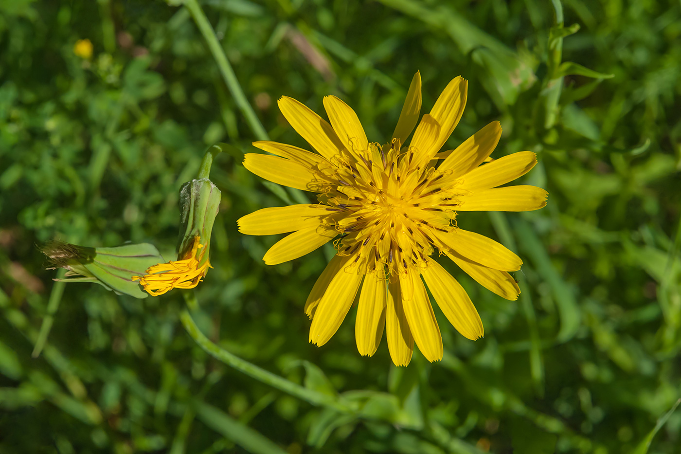 Изображение особи род Tragopogon.