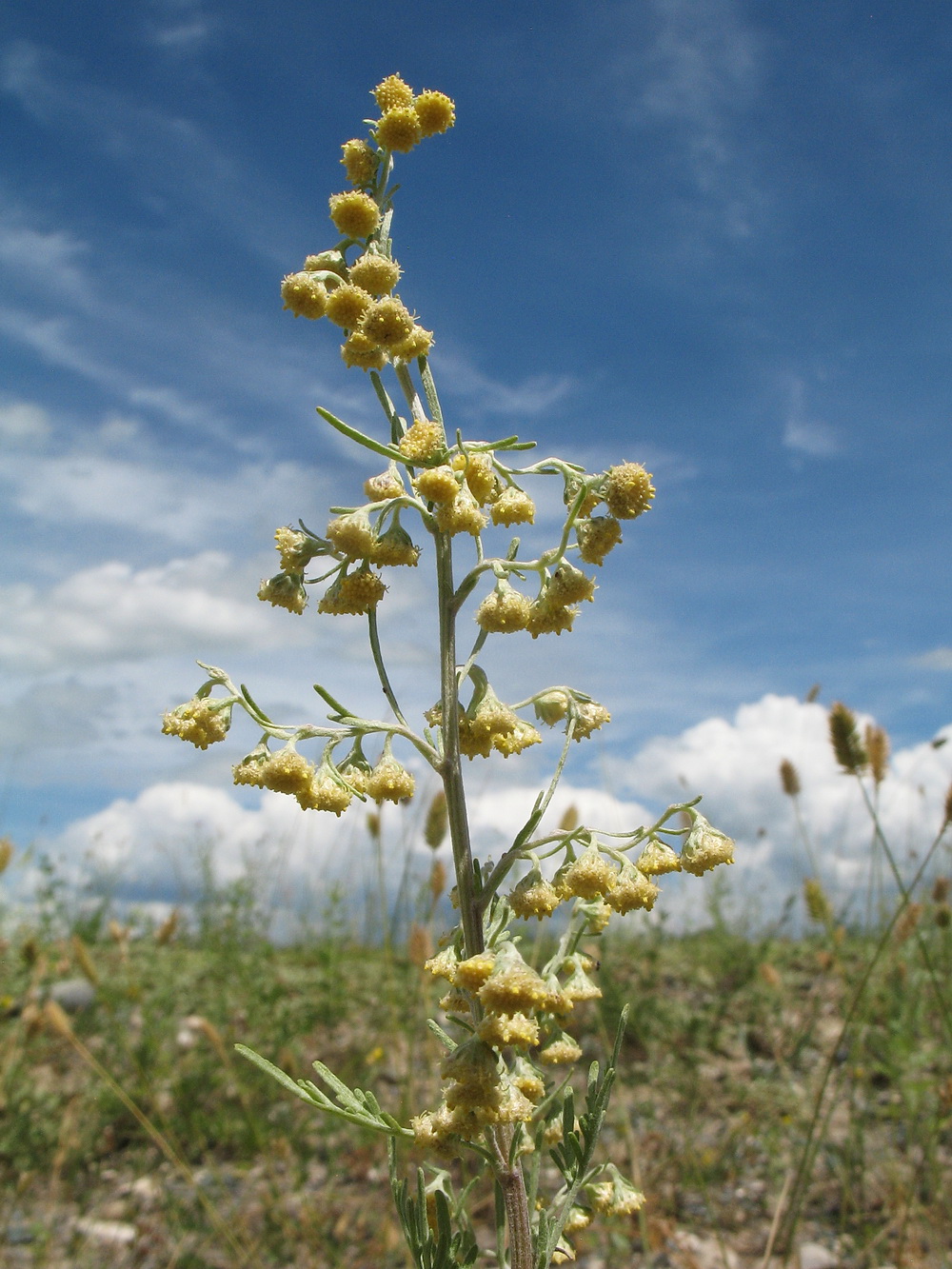 Image of Artemisia frigida specimen.