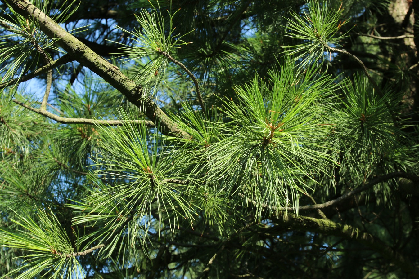 Изображение особи Pinus sibirica.