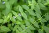 Смотреть изображение Scutellaria galericulata