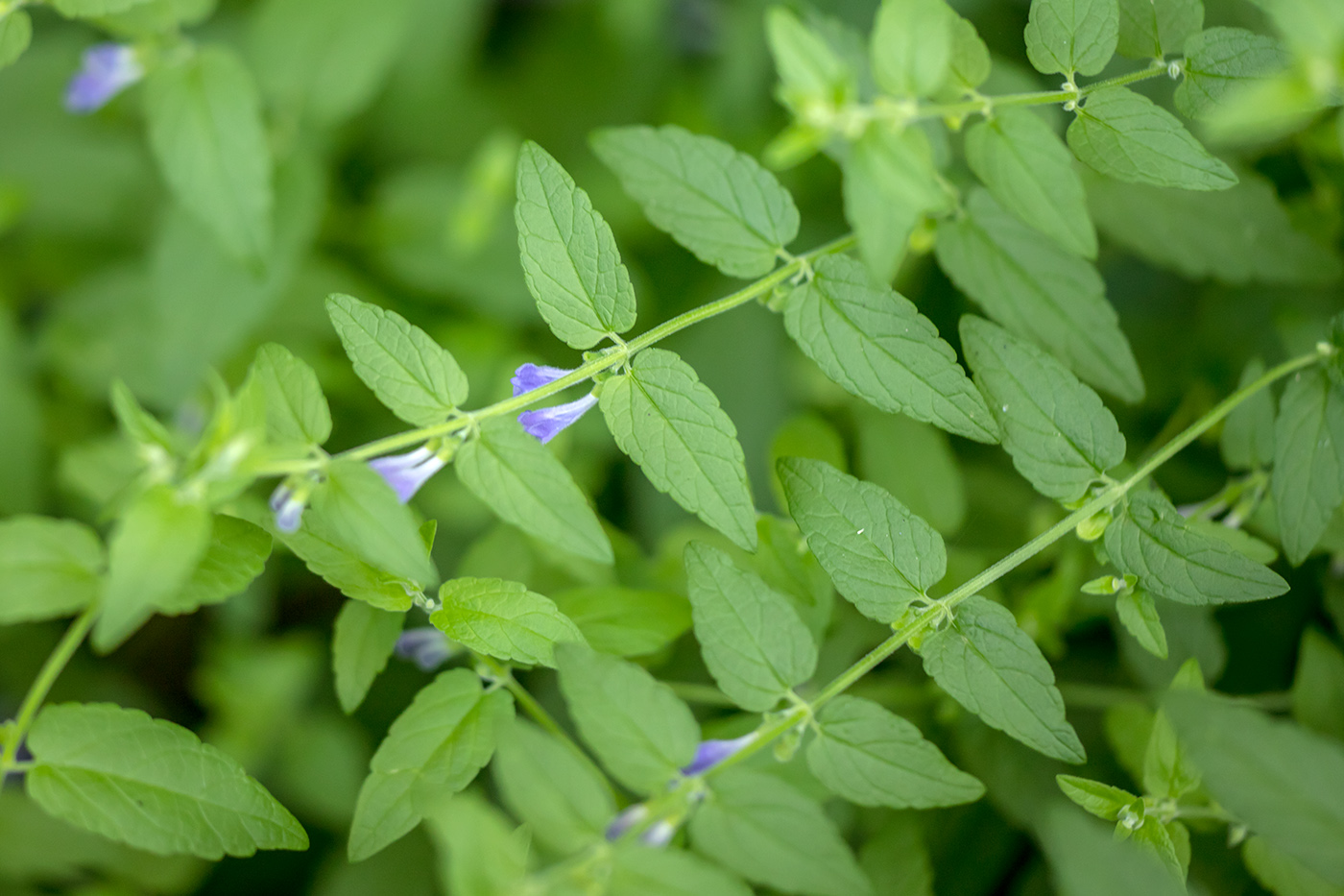 Image of Scutellaria galericulata specimen.