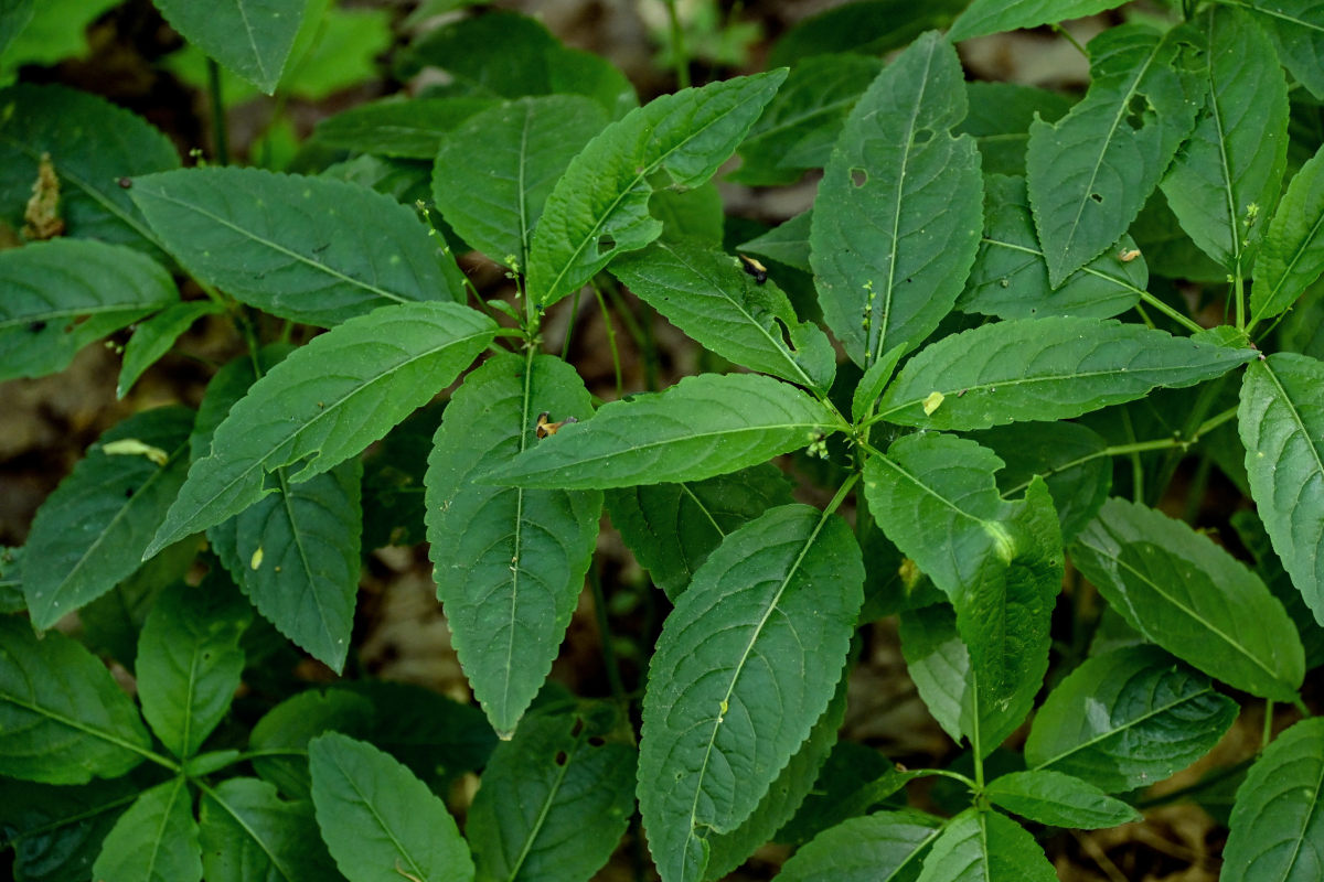 Изображение особи Mercurialis perennis.