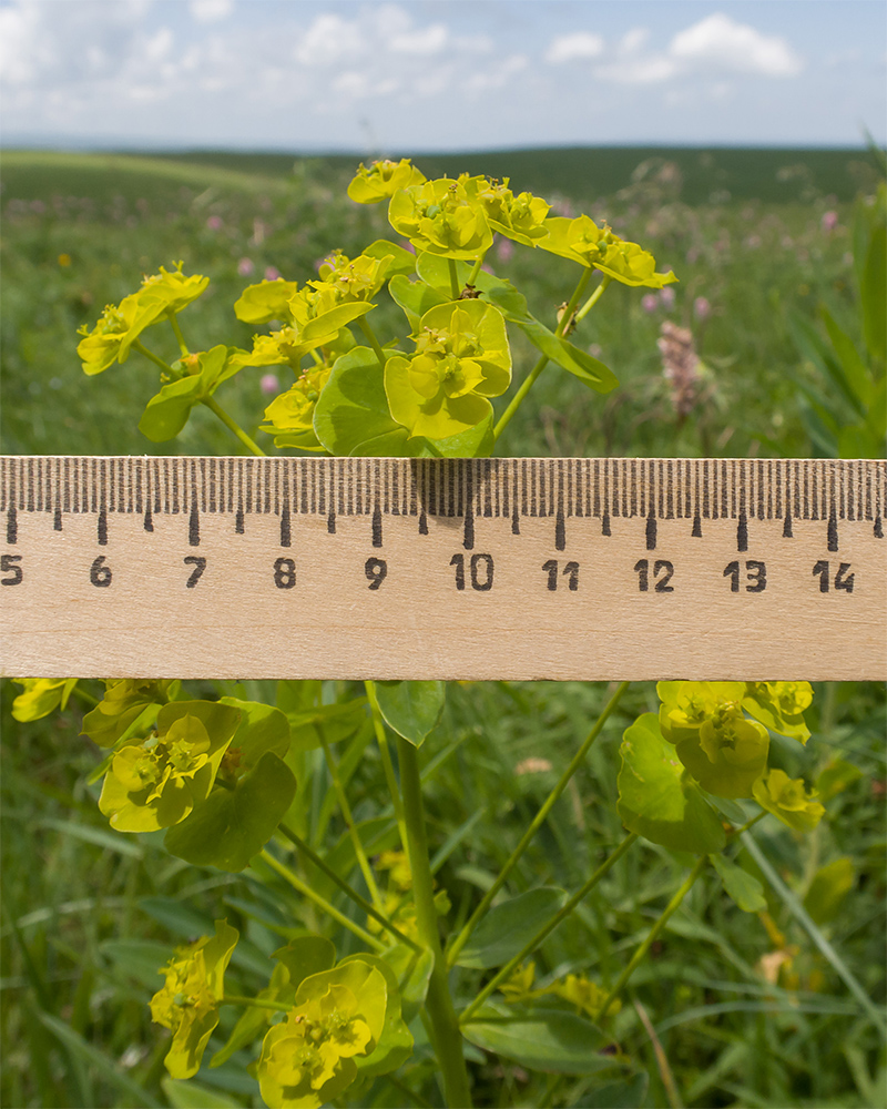 Image of Euphorbia iberica specimen.