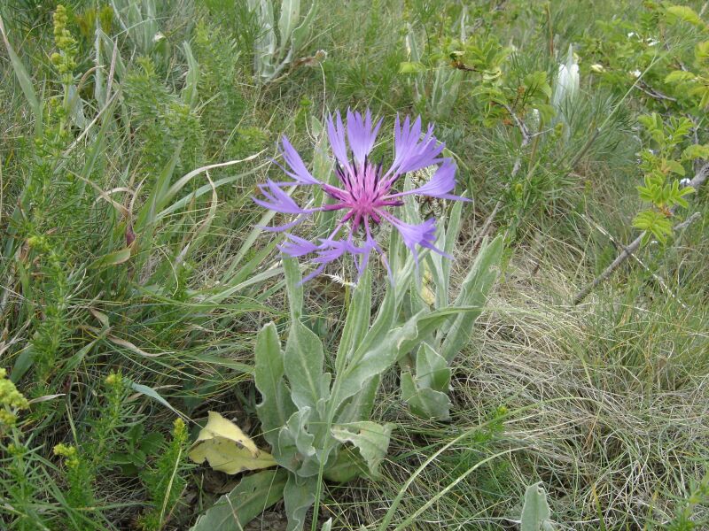 Image of Centaurea fuscomarginata specimen.