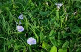 Calystegia spectabilis