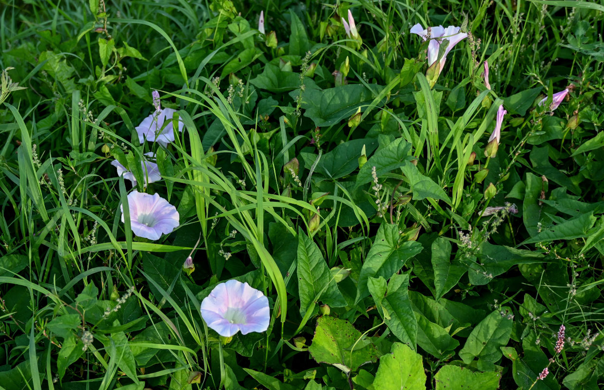 Image of Calystegia spectabilis specimen.