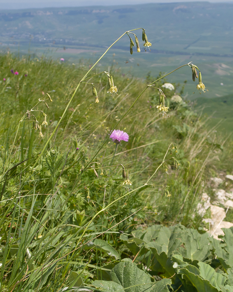 Изображение особи Silene saxatilis.