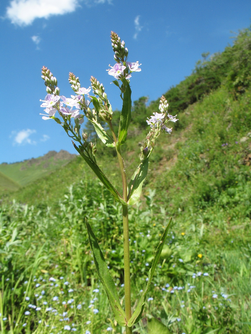 Изображение особи Veronica anagallis-aquatica.