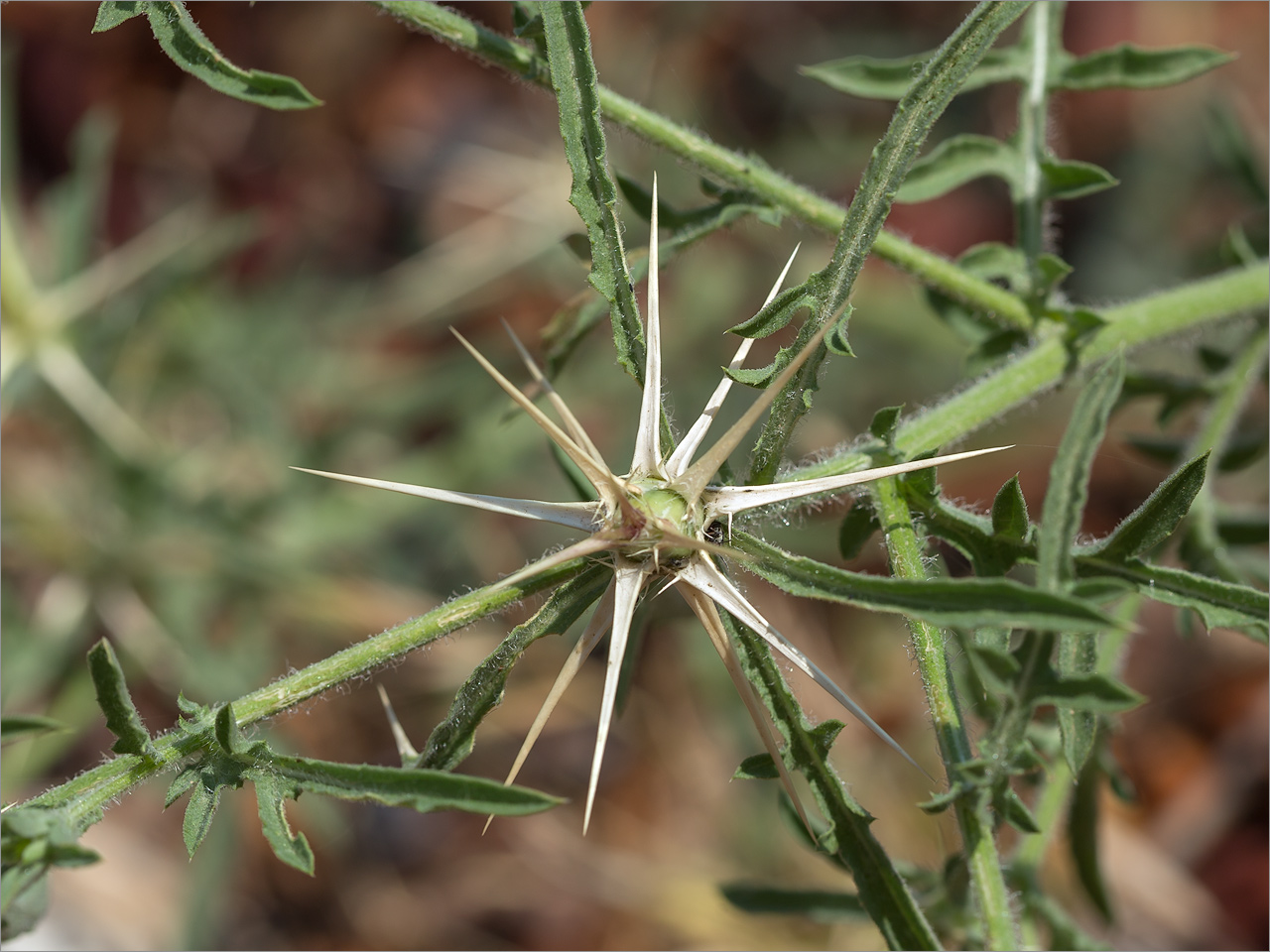 Image of familia Asteraceae specimen.