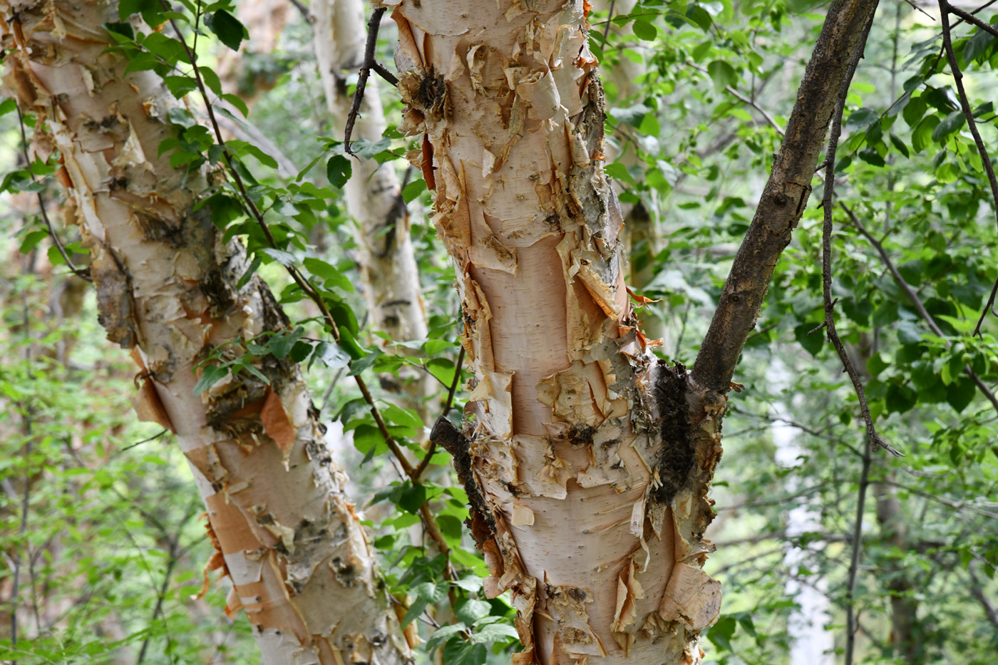 Изображение особи Betula pamirica.