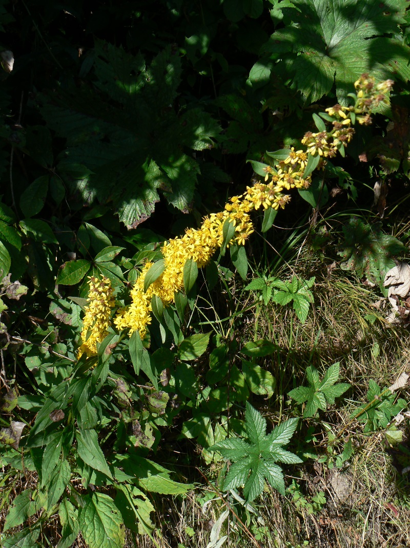 Изображение особи Solidago decurrens.