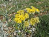 Achillea clypeolata