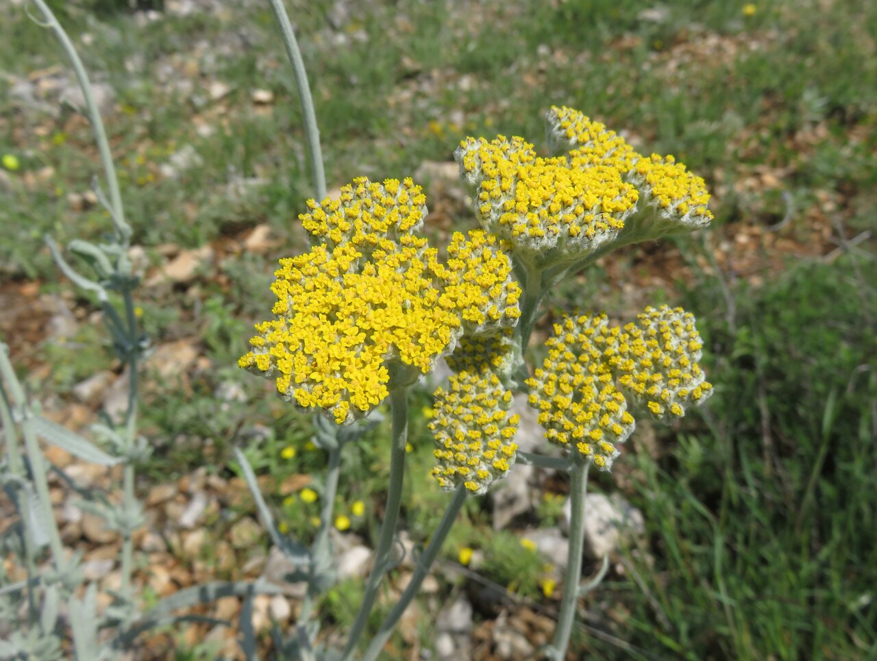 Image of Achillea clypeolata specimen.