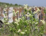 Spiraea hypericifolia