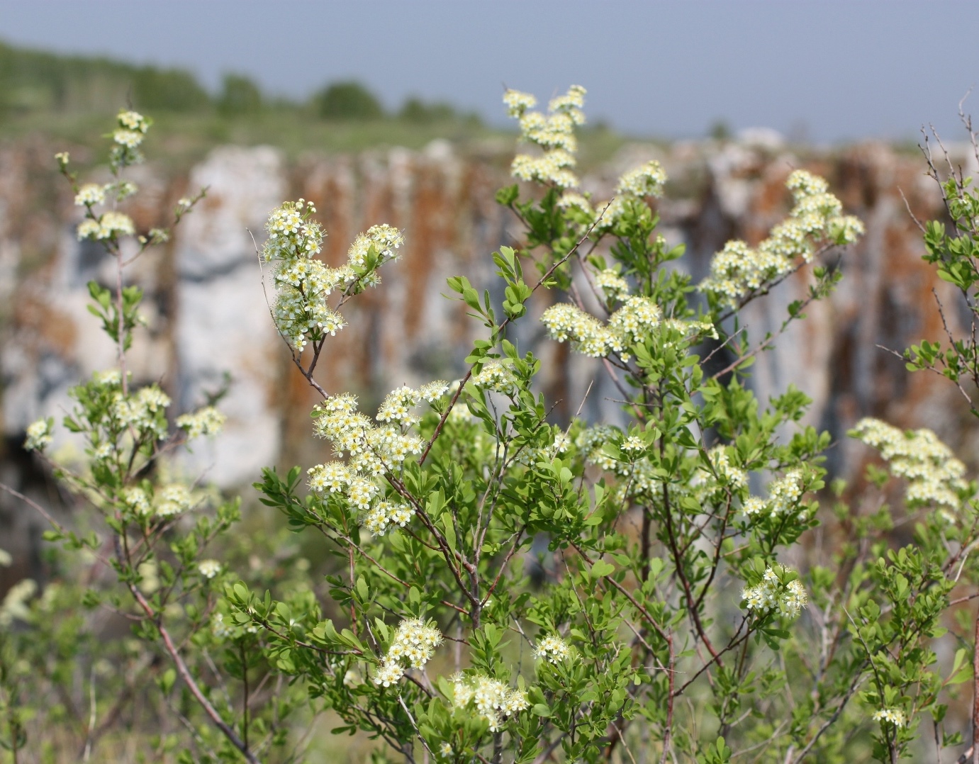 Изображение особи Spiraea hypericifolia.