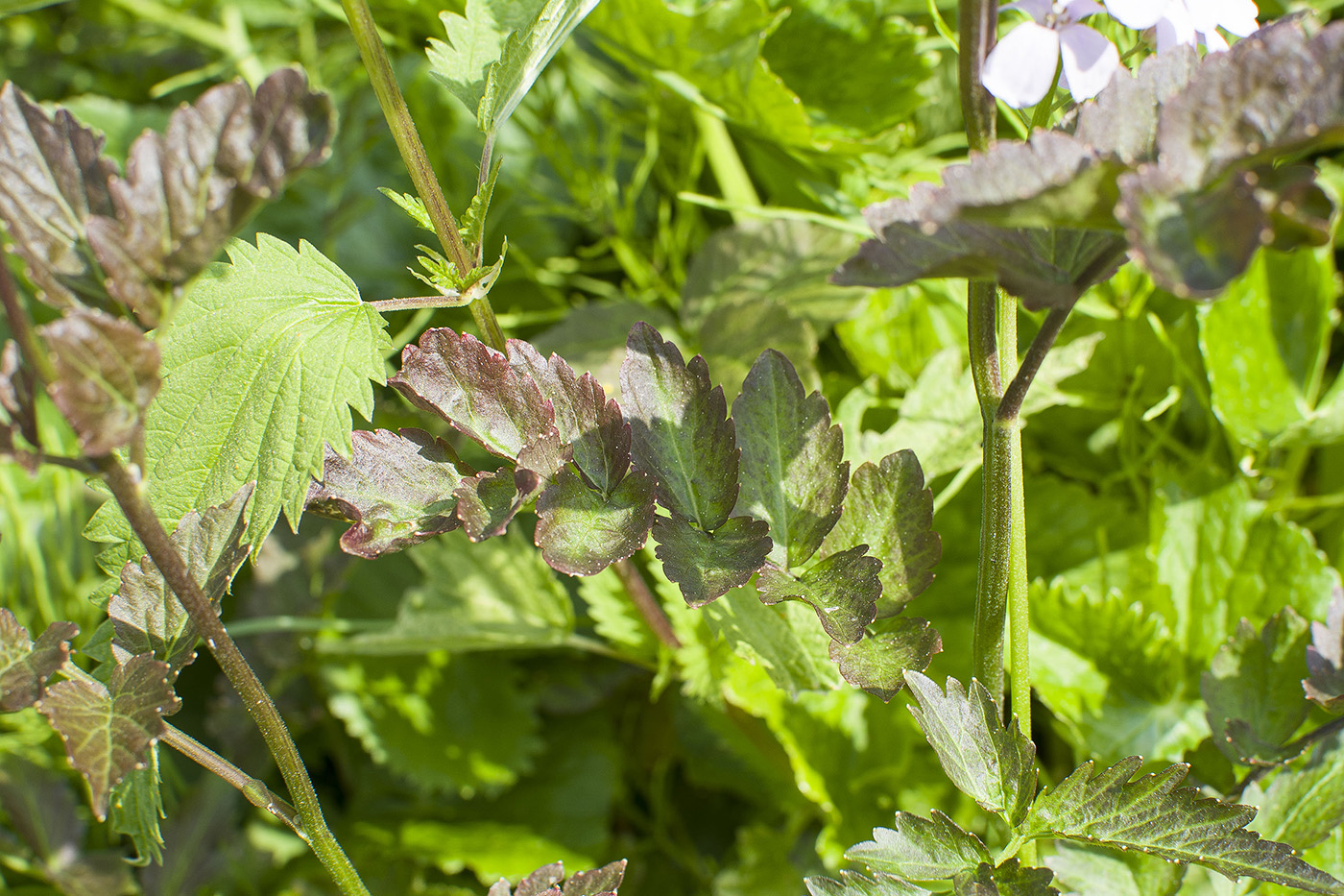 Изображение особи Cardamine macrophylla.