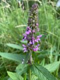 Stachys palustris