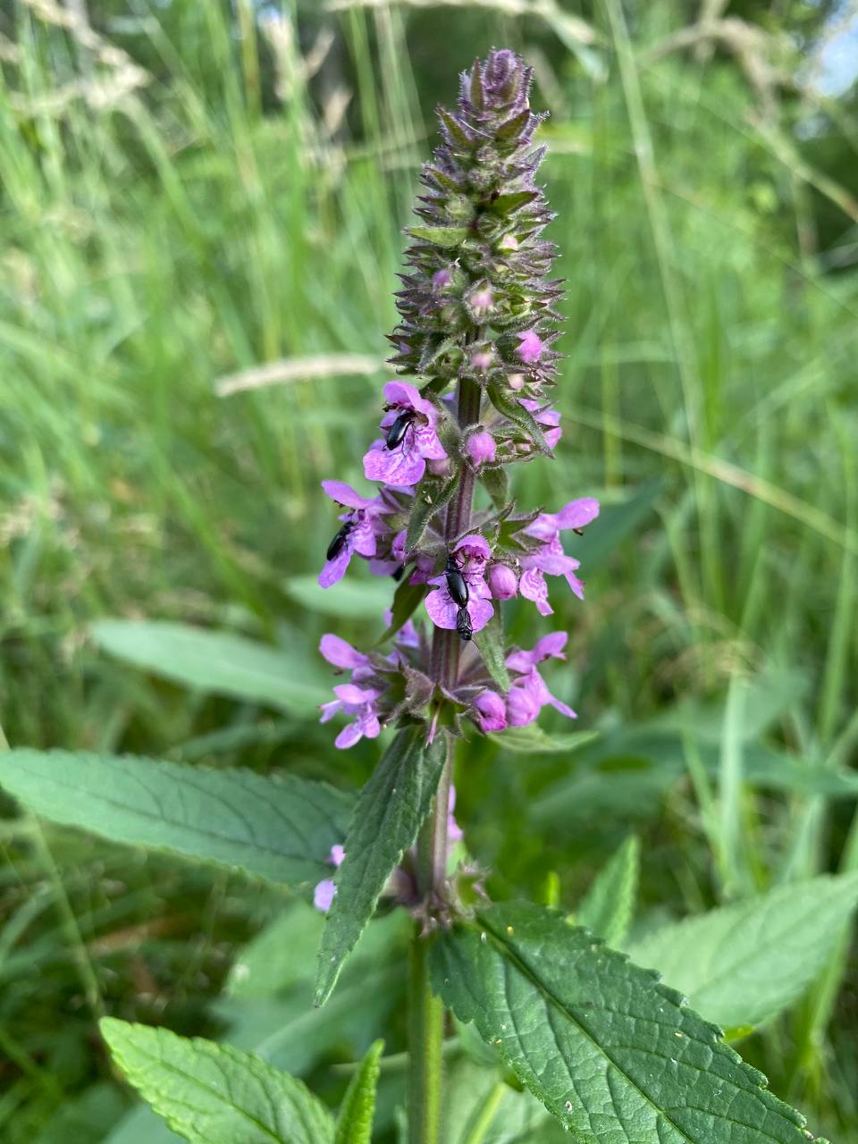 Image of Stachys palustris specimen.