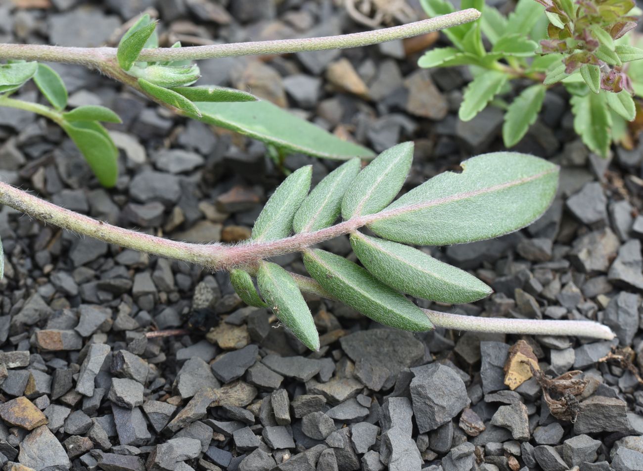 Изображение особи Anthyllis lachnophora.