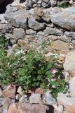 род Capparis