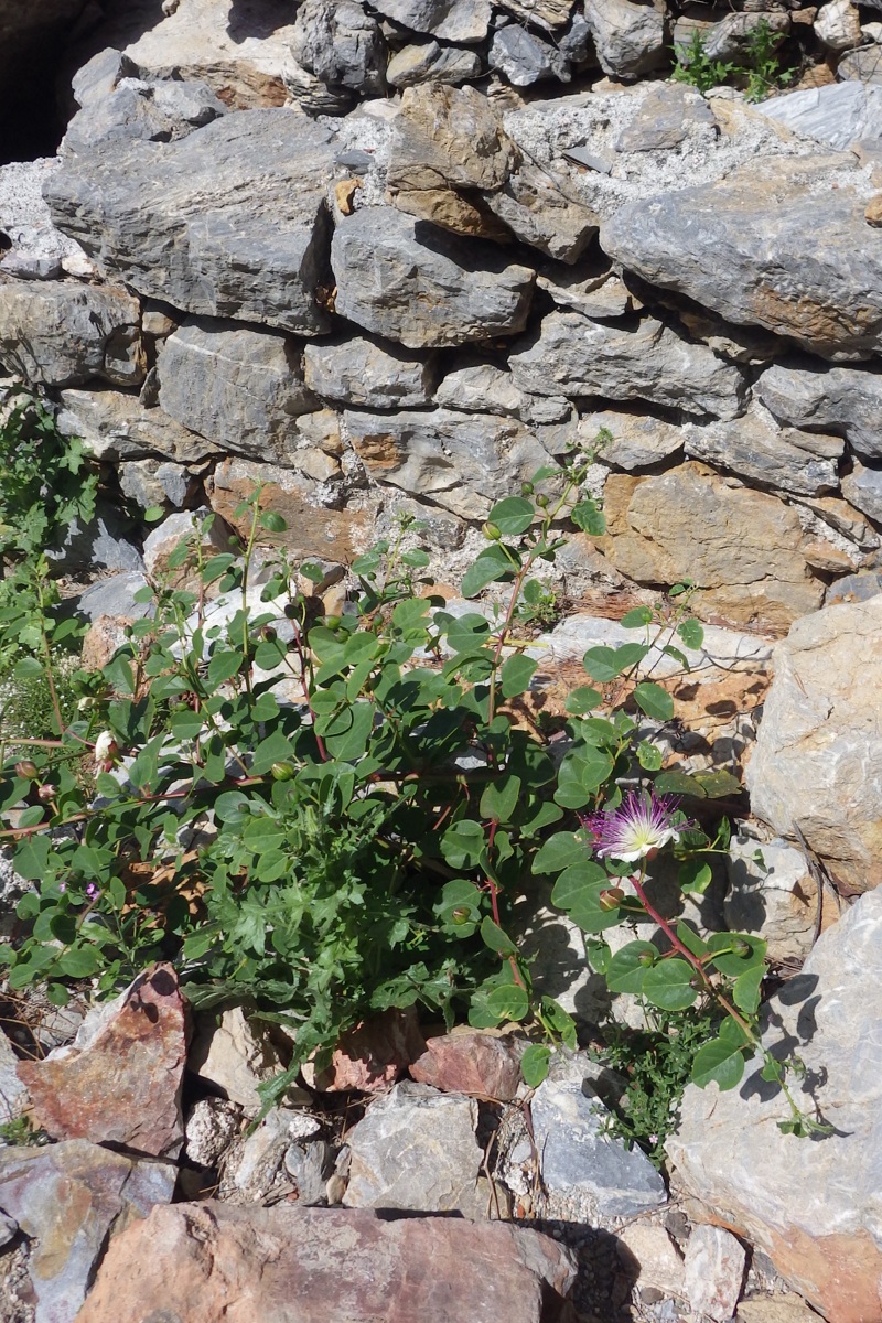 Image of genus Capparis specimen.