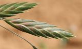Смотреть изображение Ceratochloa cathartica