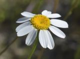 View full-size image Pyrethrum corymbosum