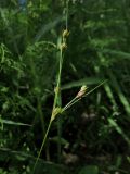 View full-size image Juncus tenuis