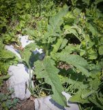 Смотреть изображение Salvia nemorosa