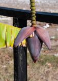 View full-size image Musa acuminata