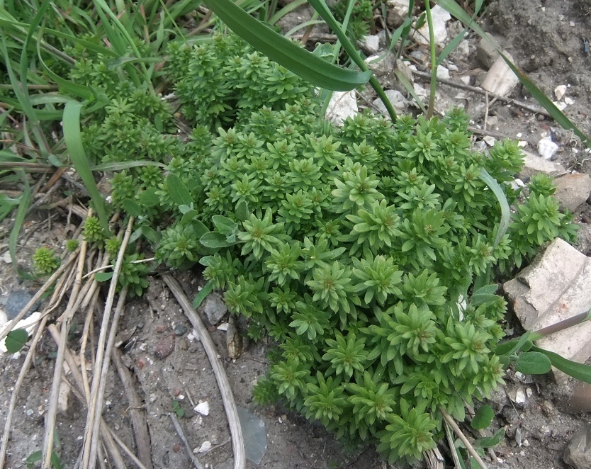 Image of genus Galium specimen.